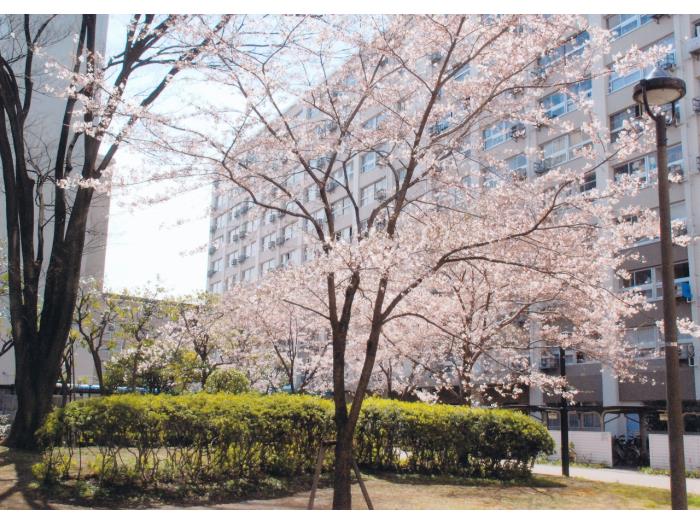 apartment 足立区日ノ出町27

住棟配置図