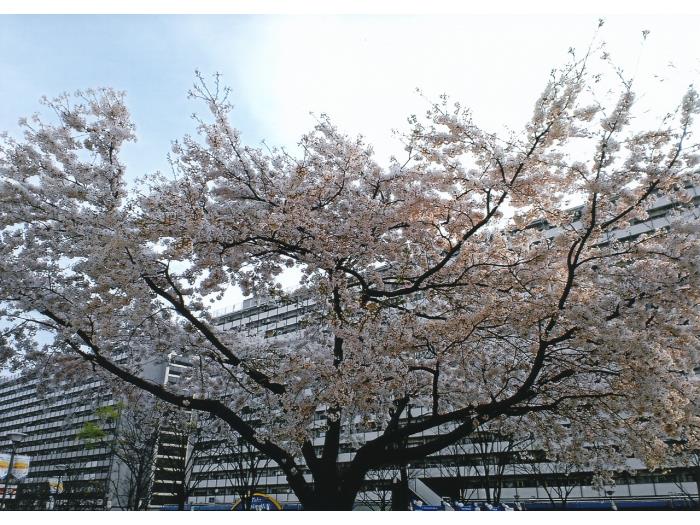 apartment 北区豊島5-4ほか

住棟配置図