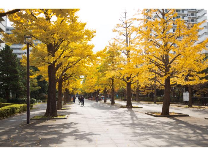 apartment 練馬区光が丘3-8

住棟配置図