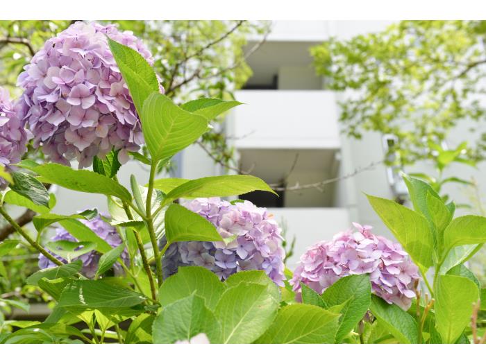 apartment 八幡市男山竹園 他

住棟配置図