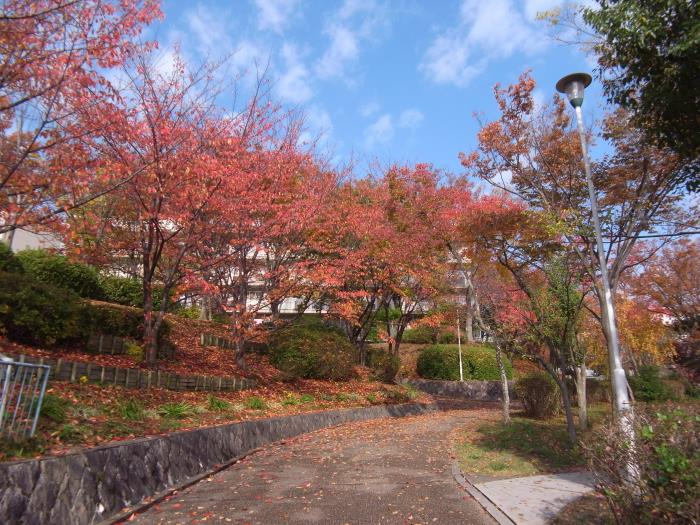apartment 八幡市男山竹園 他

住棟配置図